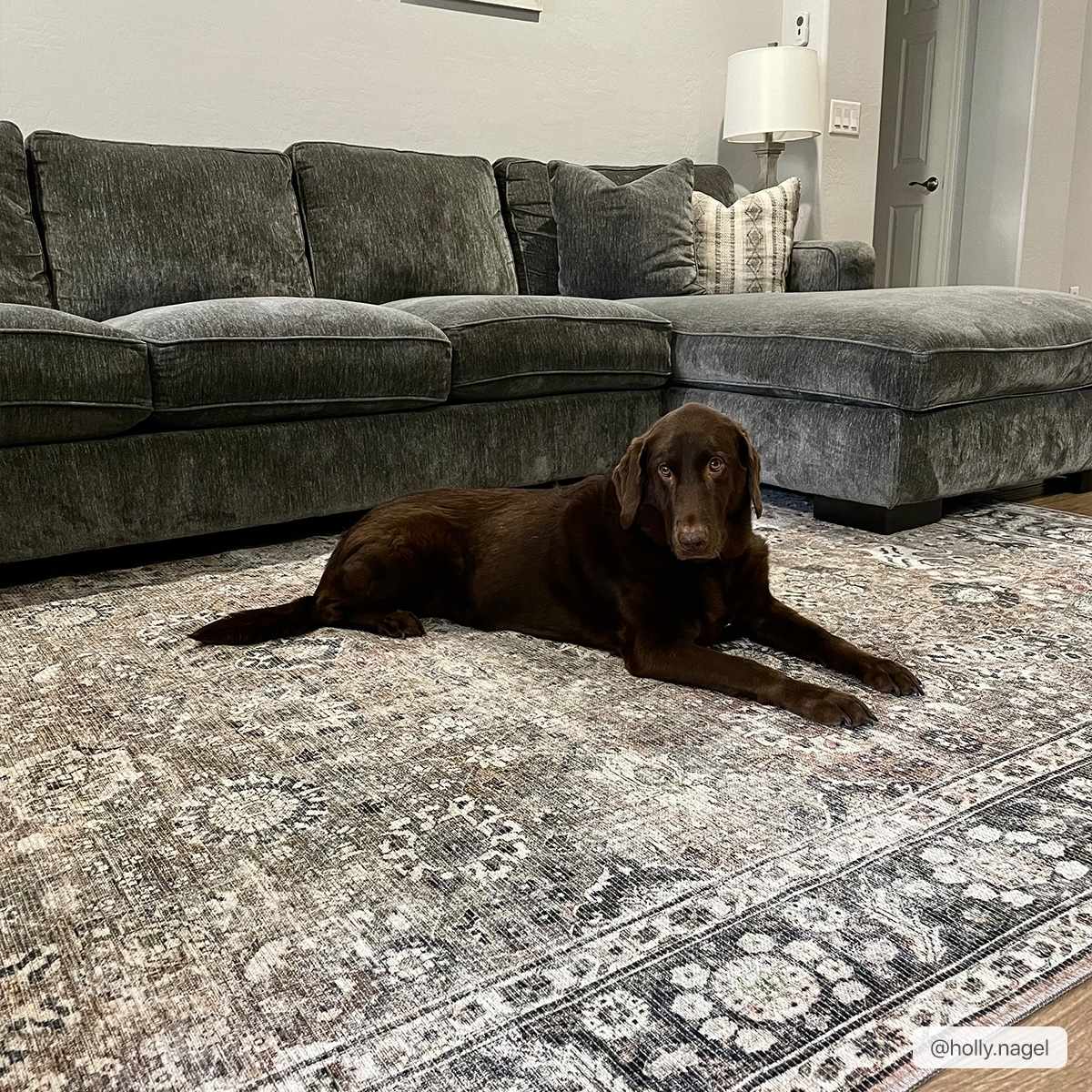 Large Ganyangan washable rug under sofa in living room with pet lifestyle shot
